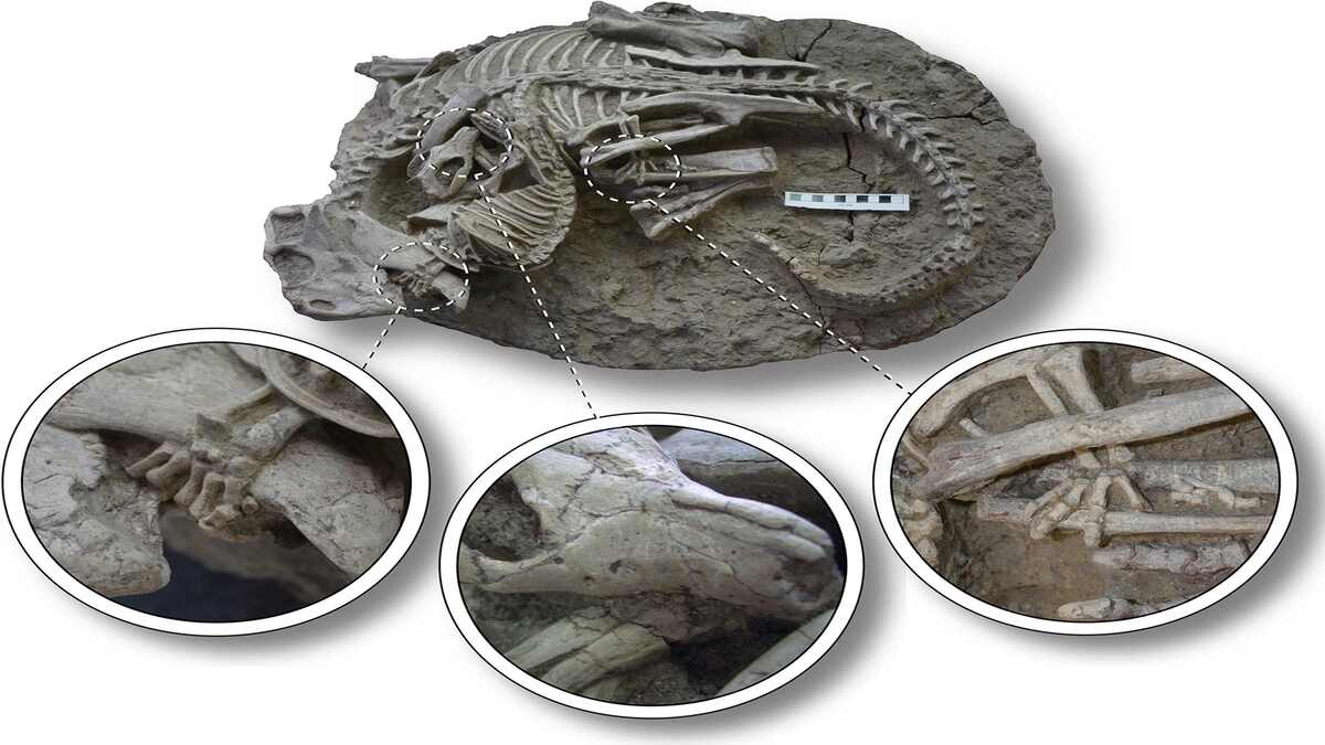  Dinosaur vs Mammal Fossil Discovery