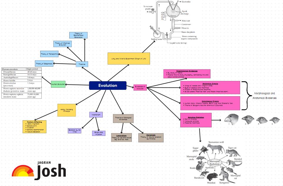 CBSE Evolution Class 12 Mind Map for Chapter 6 of Biology, Download PDF