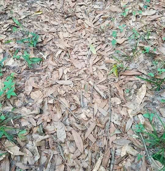 hidden animals optical illusions pictures