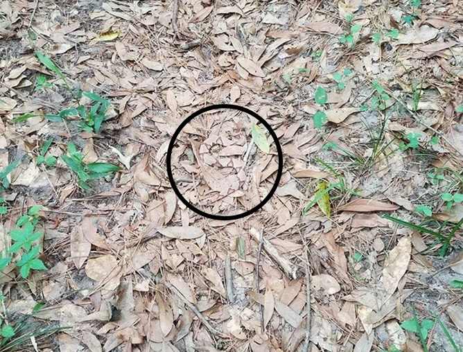 You Have 20/20 Vision If You Can Spot The Snake In This Illusion Within ...