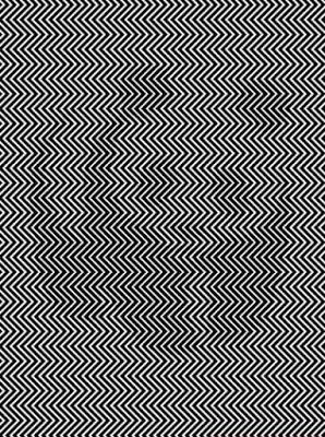 find the hidden animal