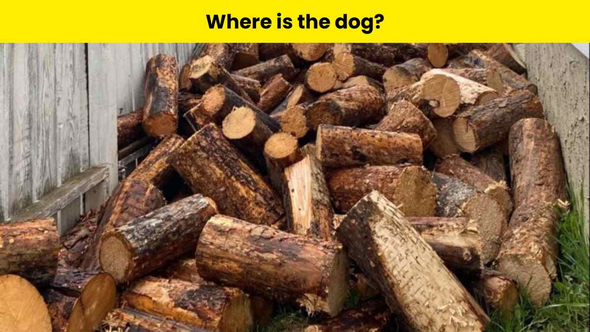 Can you solve this ultimate optical challenge? Find the dog hidden in the picture in 7 seconds.