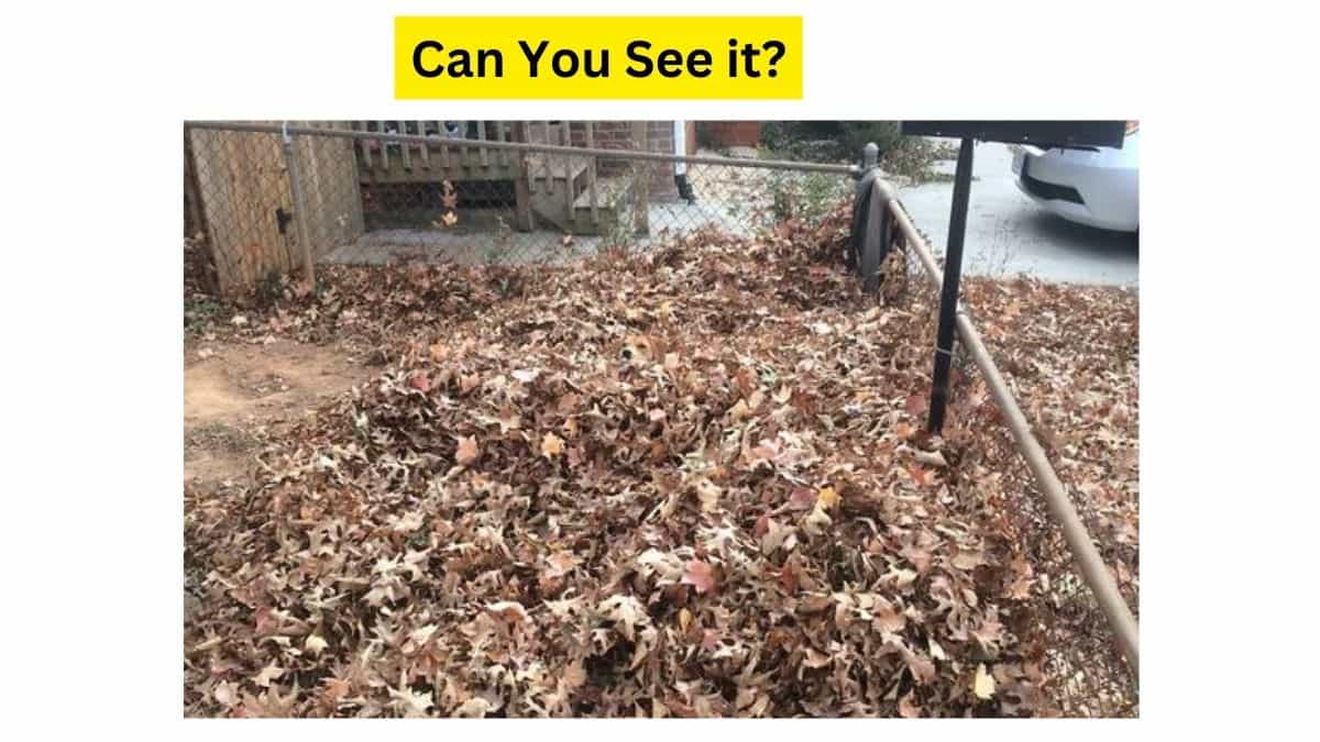 You Are A Commando If You Can Find The Intruder In This Viral Brain Teaser. Go Charlies Before It Strikes 9 Seconds!