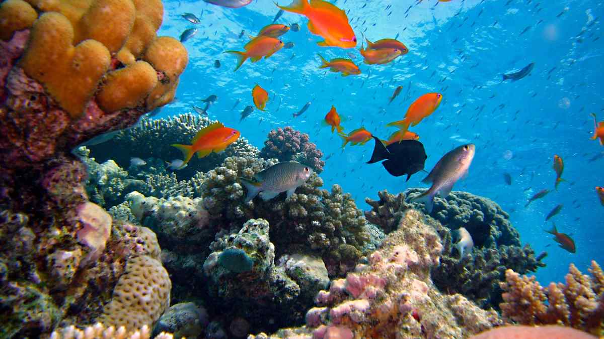 What is the “Gravity Hole” found at the bottom of the Indian Ocean? What’s causing it?