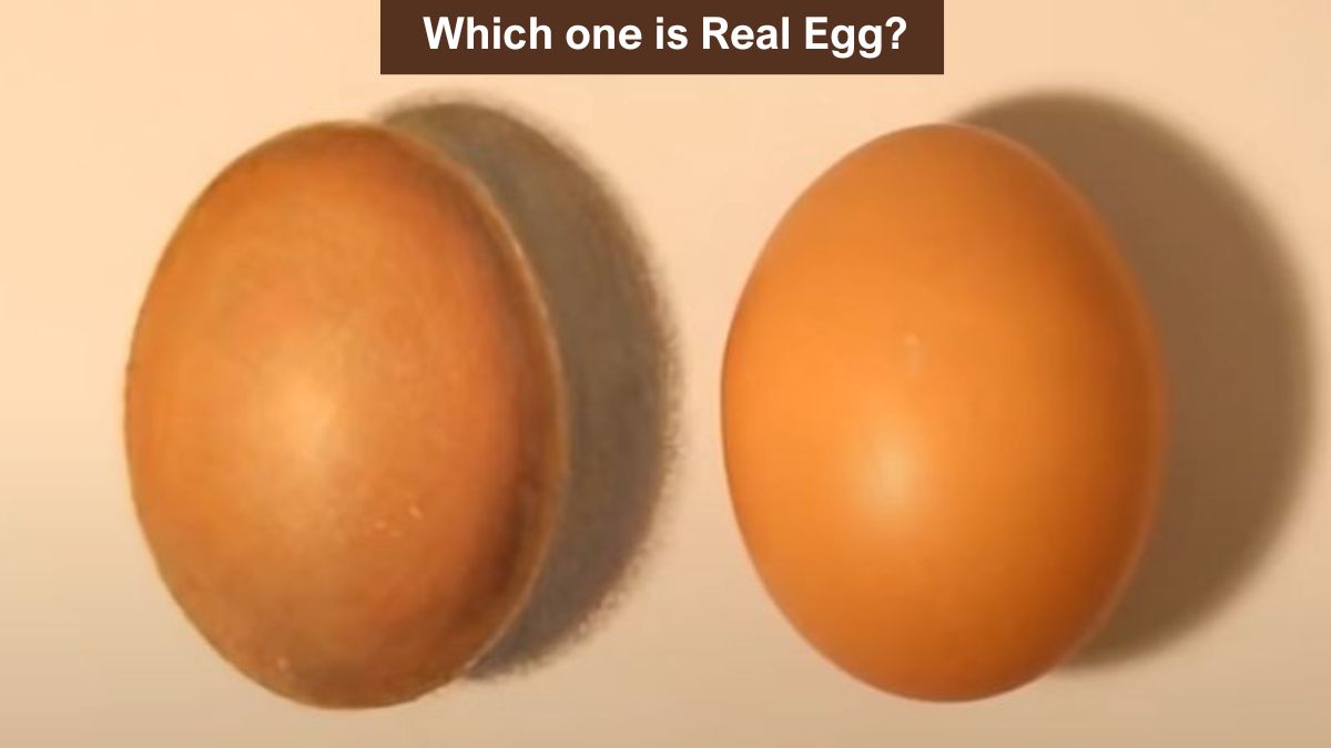 Brain Teaser to Test Your IQ: Find the Real Egg in 3 Seconds!