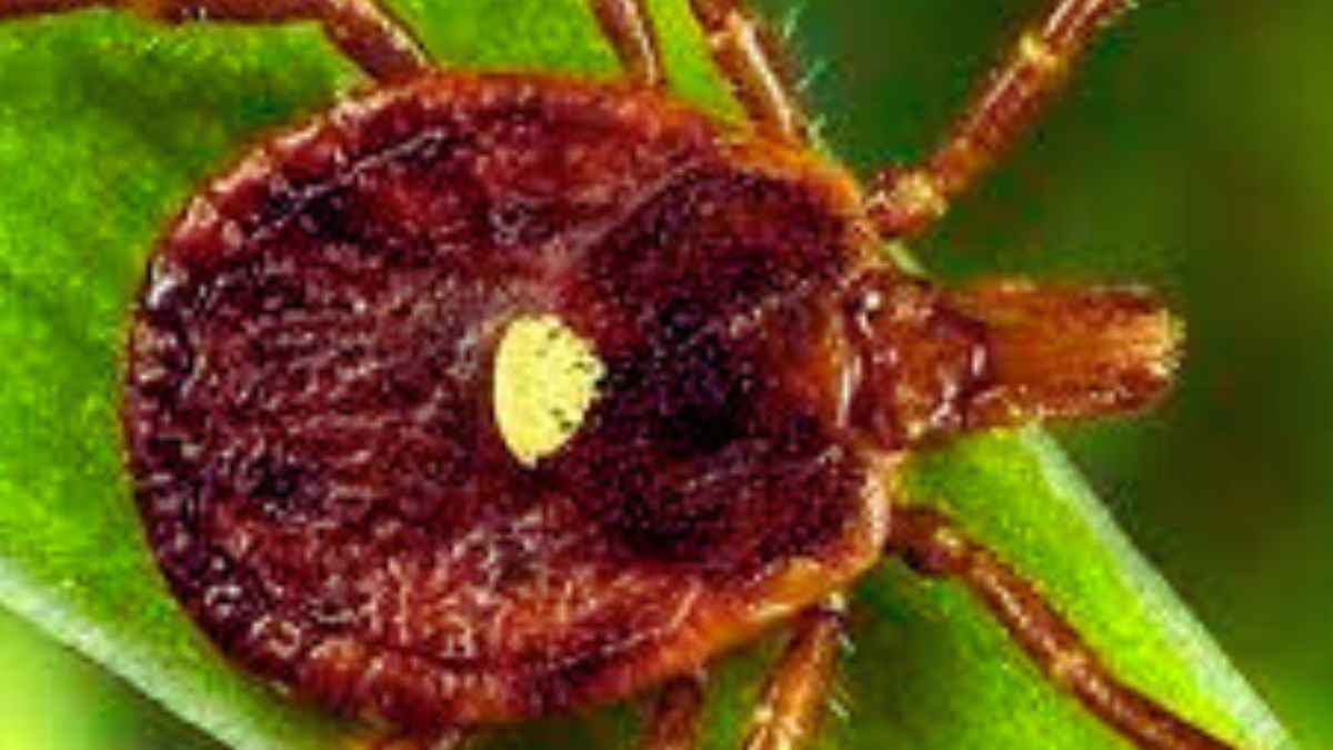 Know about this dangerous meat allergy related to tick bites. What is