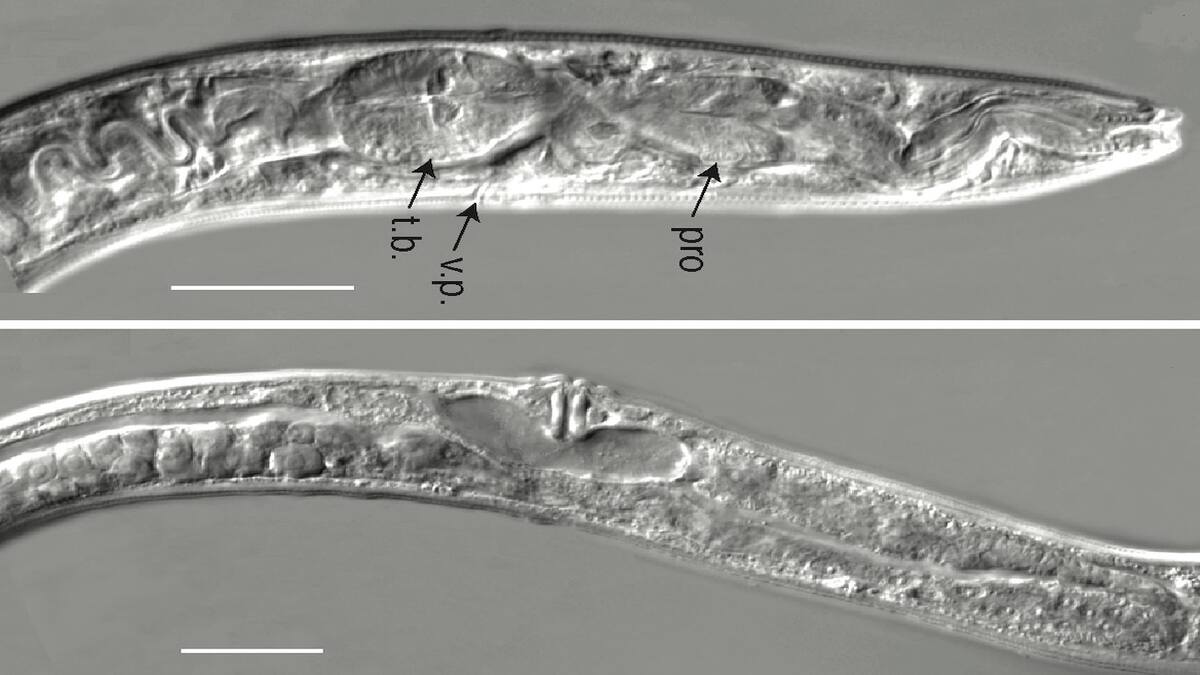 46,000 Years Frozen in Siberian Permafrost