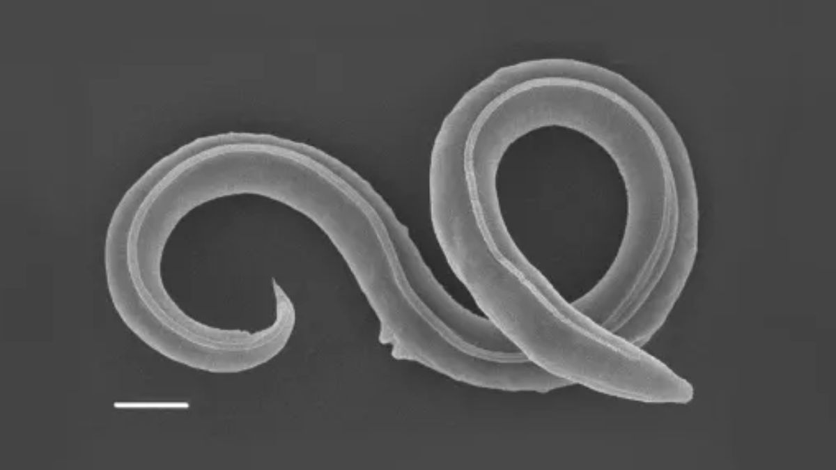 How Creatures Survived the Ages: Ancient Nematode Discovery Unveils Survival Secrets