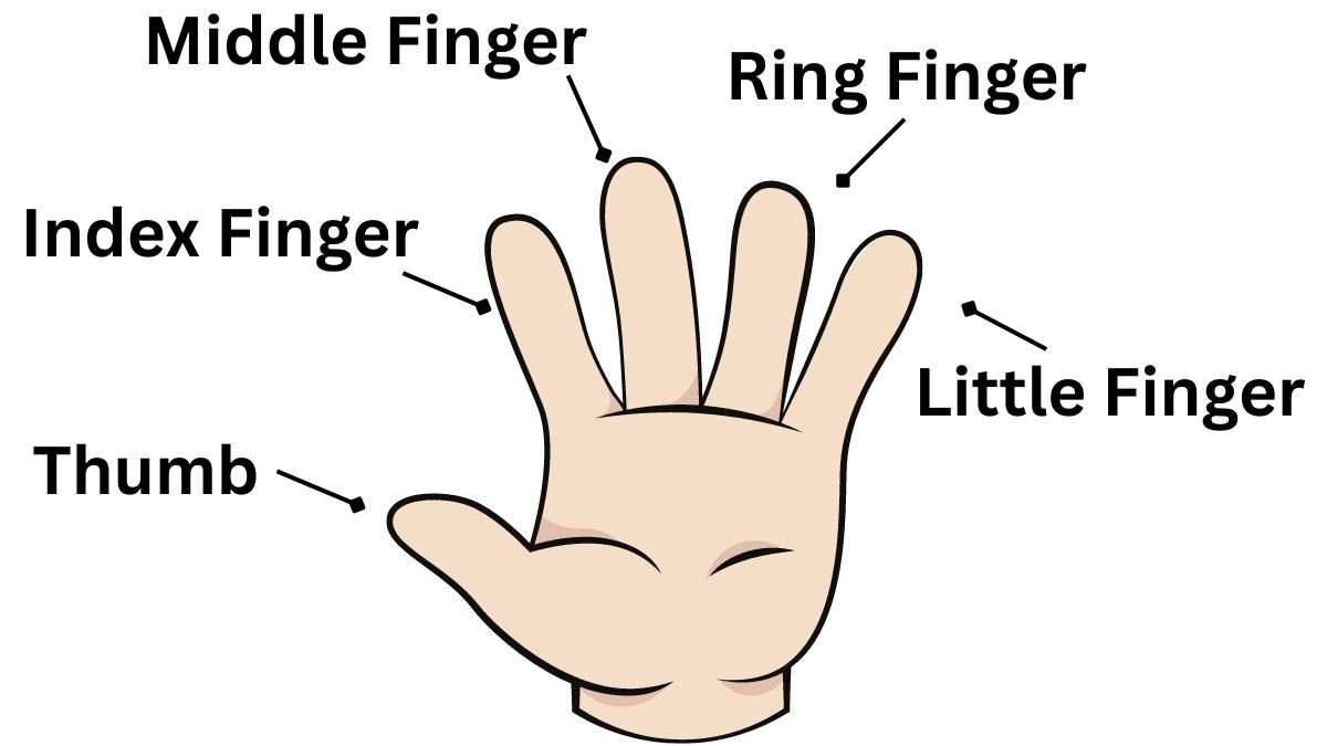 Five Fingers Names in English