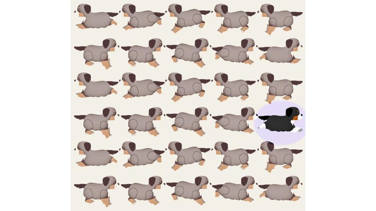 the odd puppy is here