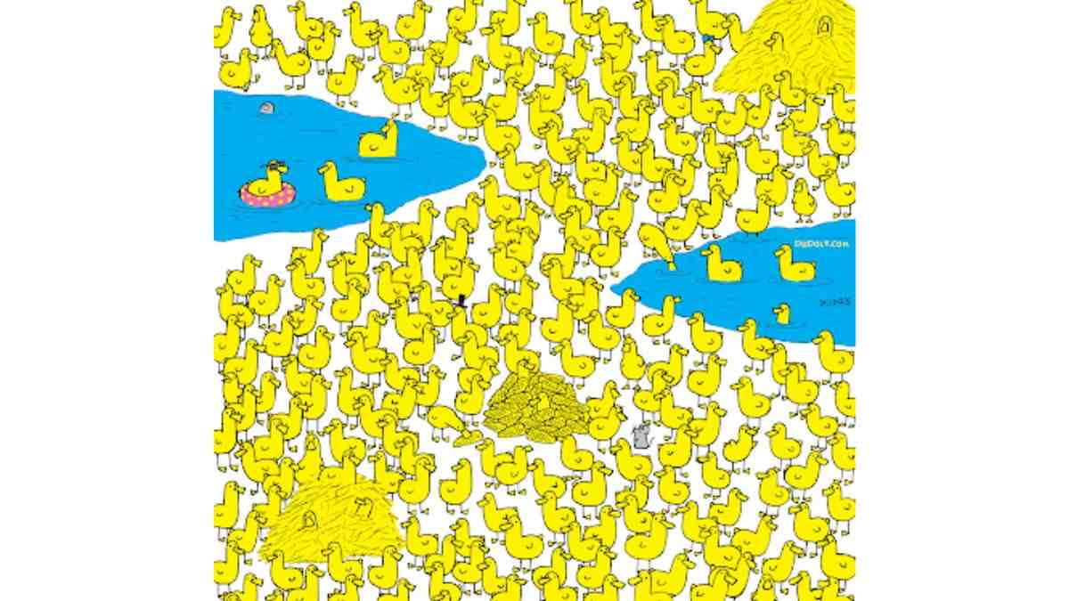 where is the odd bird