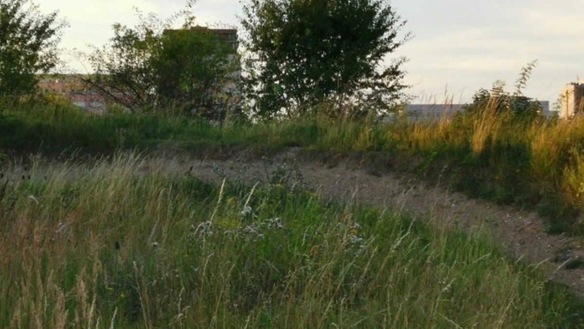 Test Your Visual Skills Now by Finding a Hidden Rabbit in 6 Seconds!