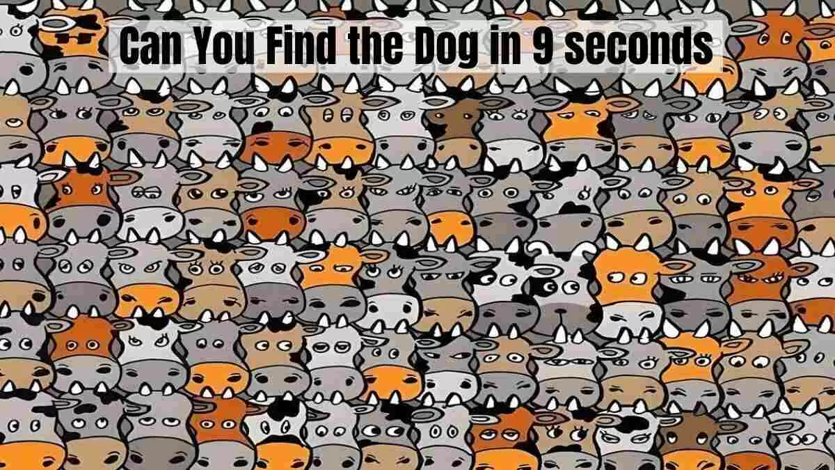 Can You Find the Dog in 9 seconds