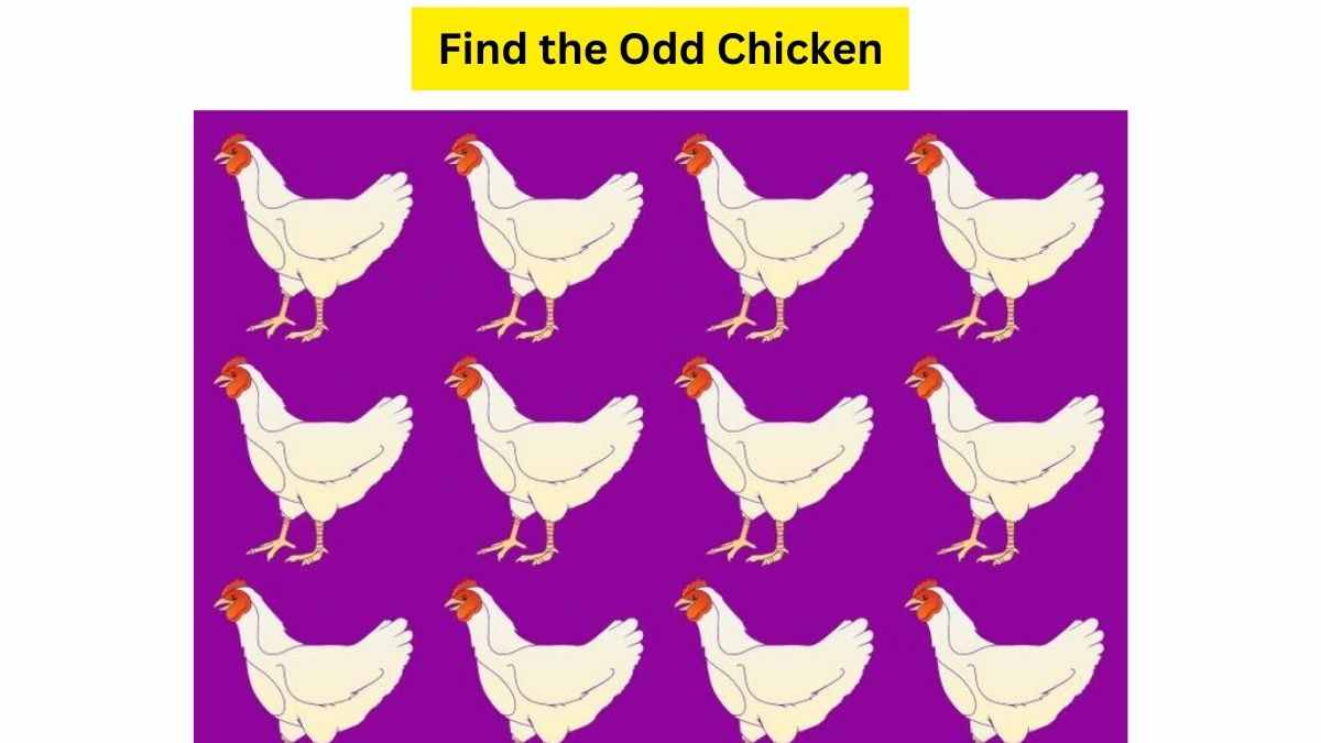  Puzzling Poultry: Call For All The Genius To Identify the Odd Chicken In This Beak Blunder Within 5 Seconds.