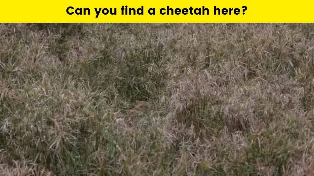 Challenge your observation skills and spot the hidden cheetah in the bushes within 9 seconds!