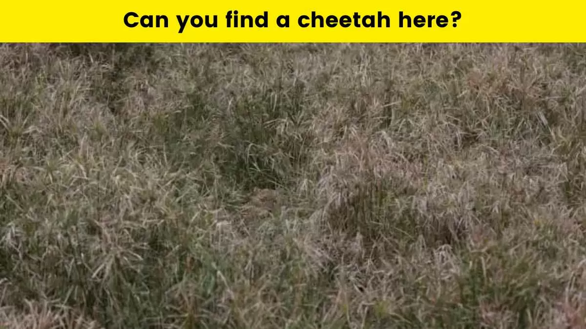 Can you spot the cheetah?
