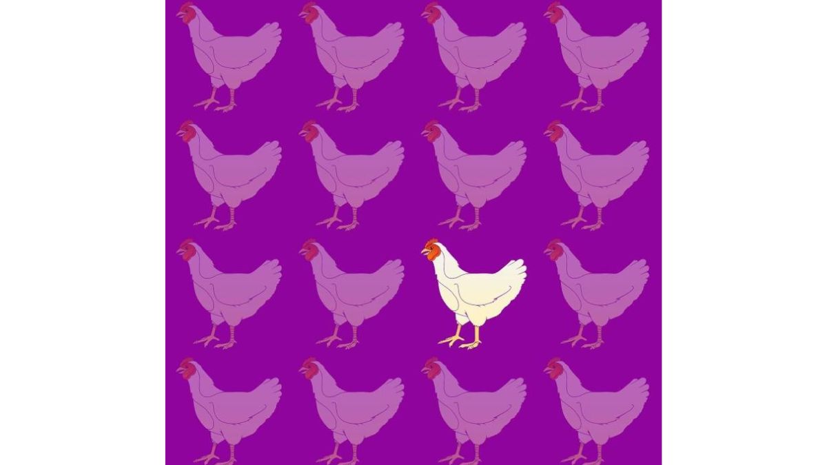 the odd chicken is here