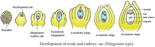 Cbse Class 12 Biology Sexual Reproduction In Flowering Plants Revision Notes For 2023 24 Based 1992