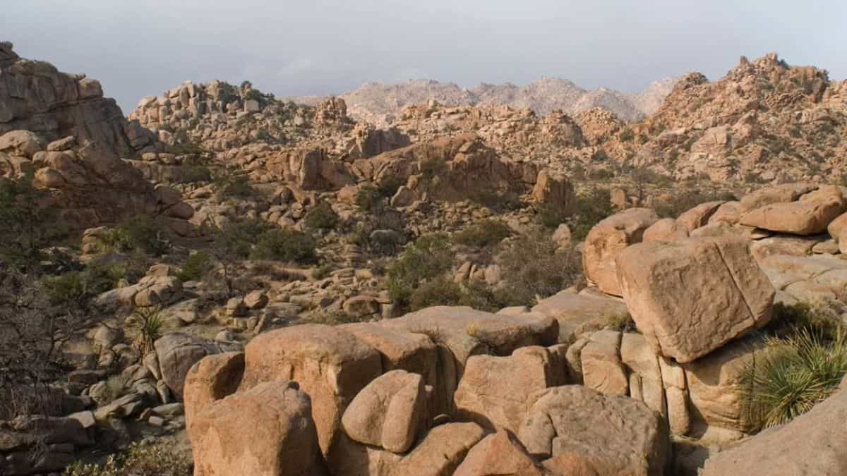 Optical Illusion: Find the Hidden Goat in 8 Seconds to Complete the Ultimate Visual Challenge