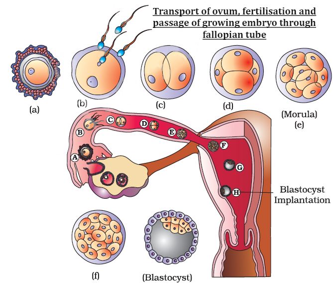 Cbse Class Biology Human Reproduction Revision Notes For