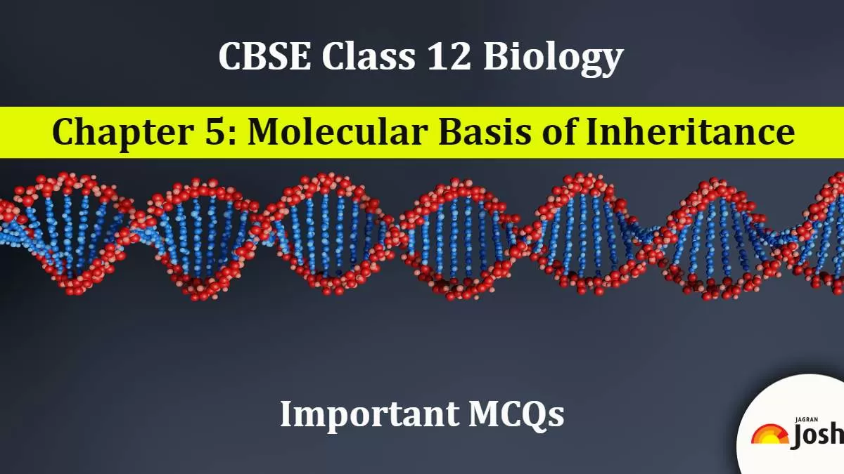 class 12 biology chapter 5 molecular basis of inheritance important questions