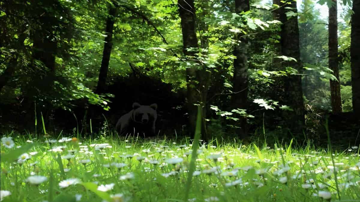 Your Eyes Are Sharper Than 97% of People if You Can Spot a Bear in the Forest in 5 Seconds!