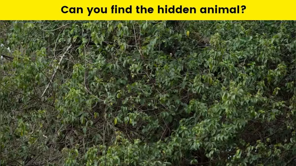 find the hidden animal