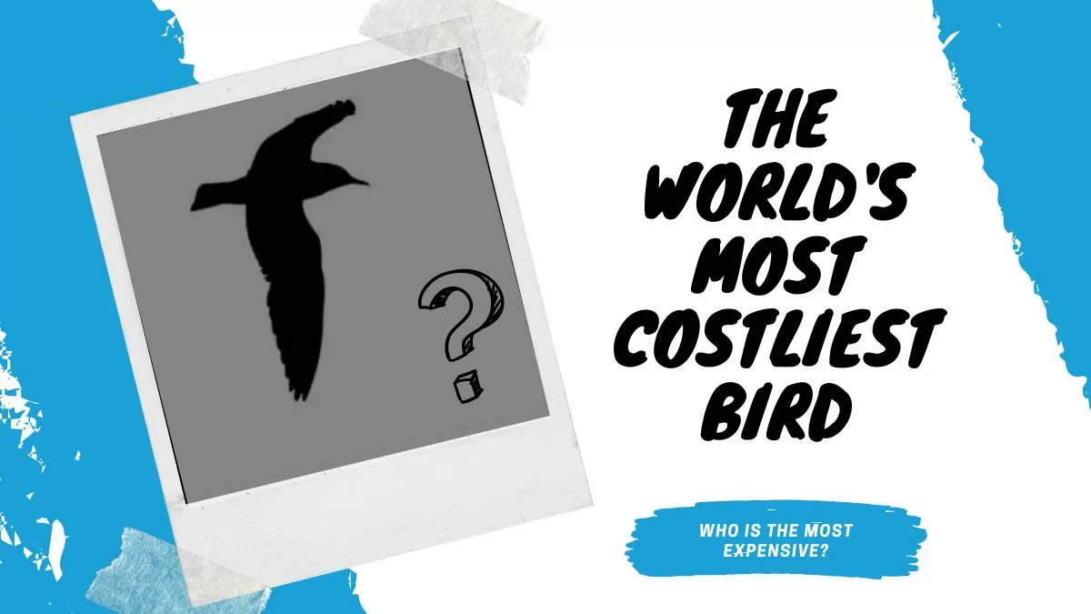 do-you-know-which-is-the-costliest-bird-on-earth