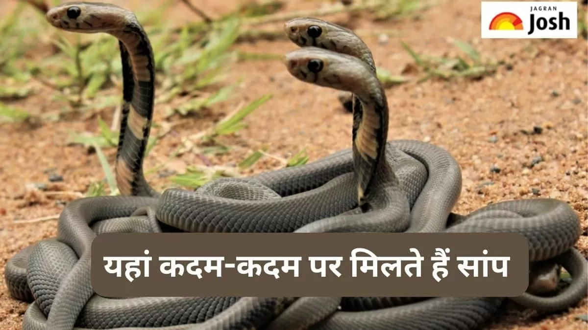 स्नेक आइलैंड