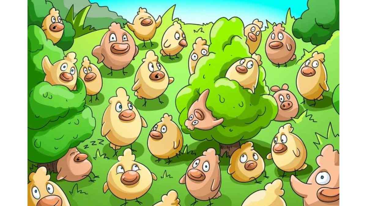 where is the odd animal