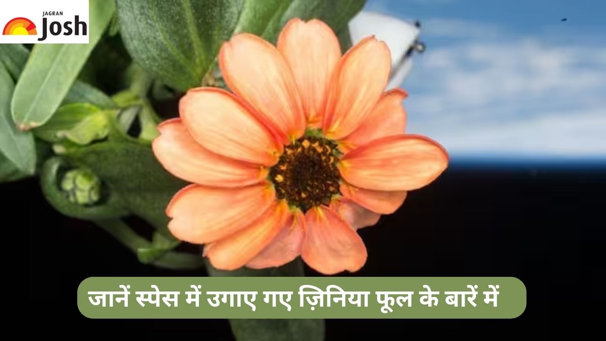 NASA ने शेयर की अंतरिक्ष में उगाए गए खूबसूरत फूल की तस्वीर, जानें कैसे हुआ संभव?