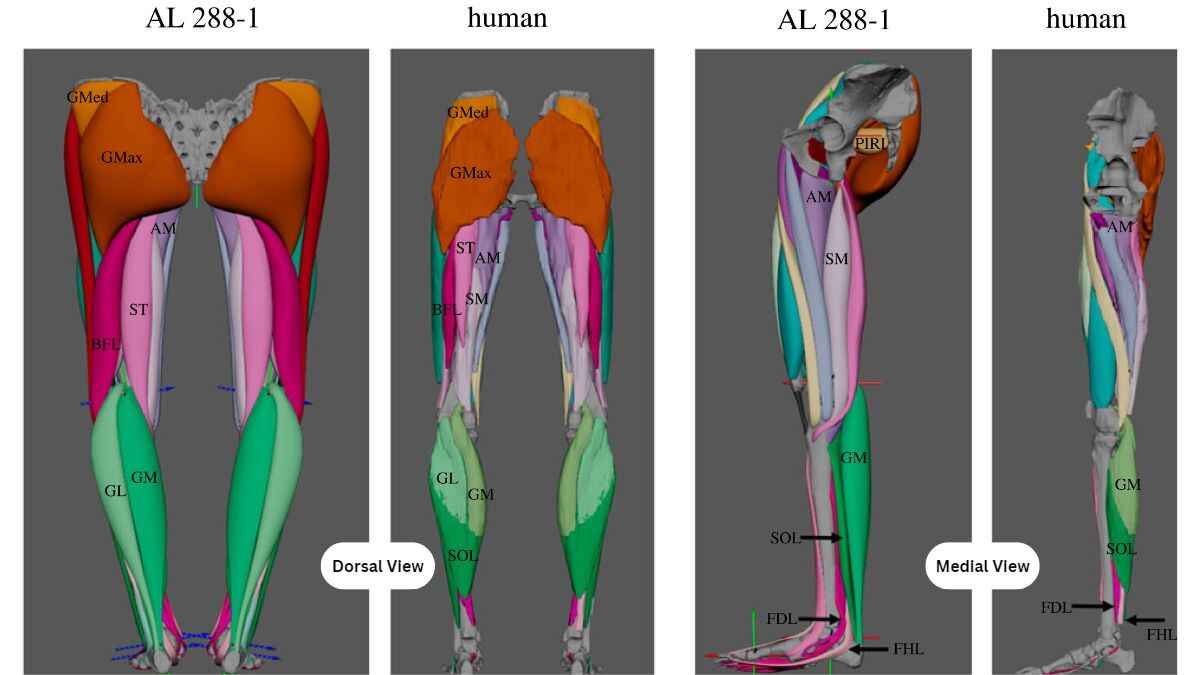 How 3D Modeling Illuminates Bipedal Motion of 3.2-million-year-old Lucy