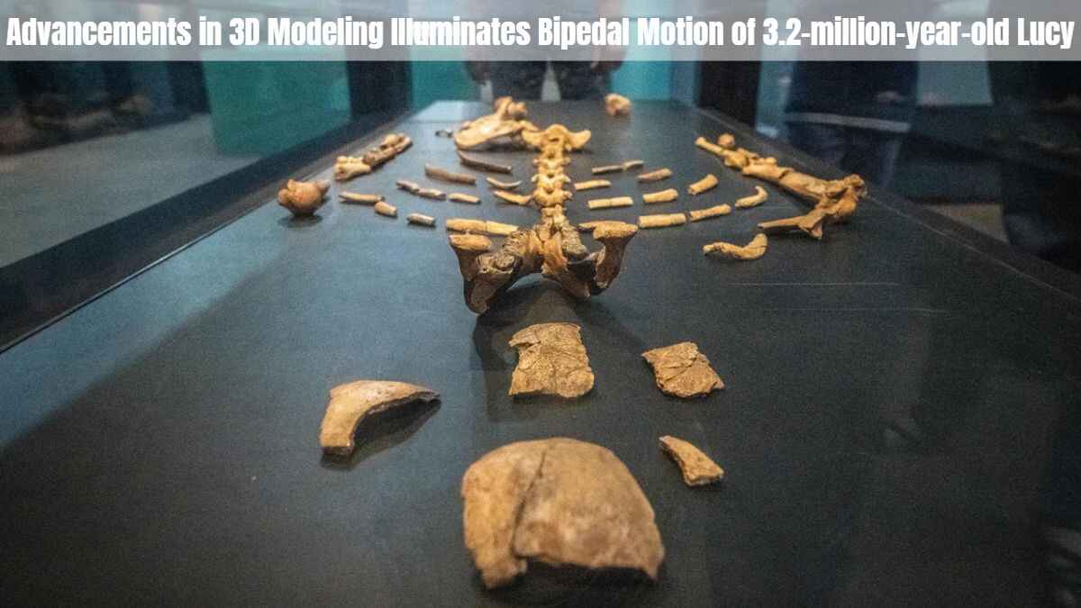 How 3D Modeling Illuminates Bipedal Motion of 3.2-million-year-old Lucy