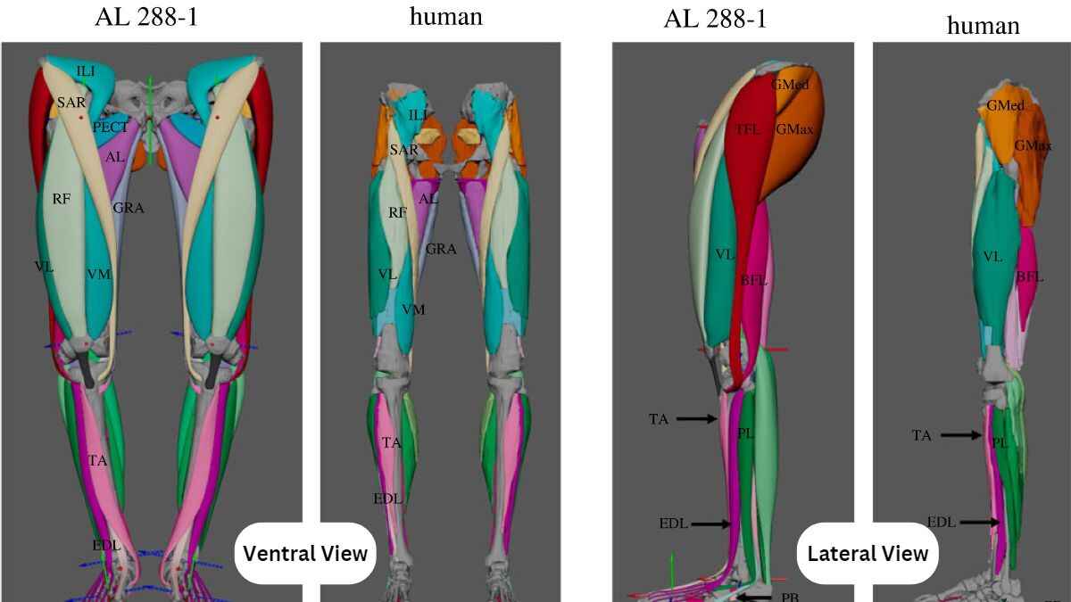 How 3d Modeling Illuminates Bipedal Motion Of 3.2-million-year-old Lucy