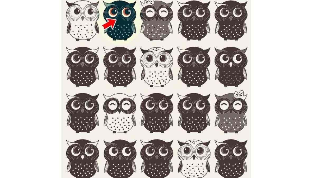 thi owl does not have a beak