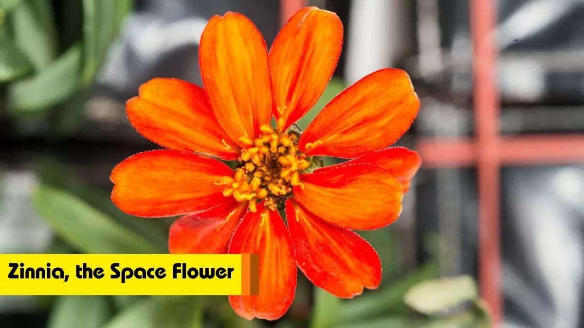 Zinnia: The first flower to grow in space                         