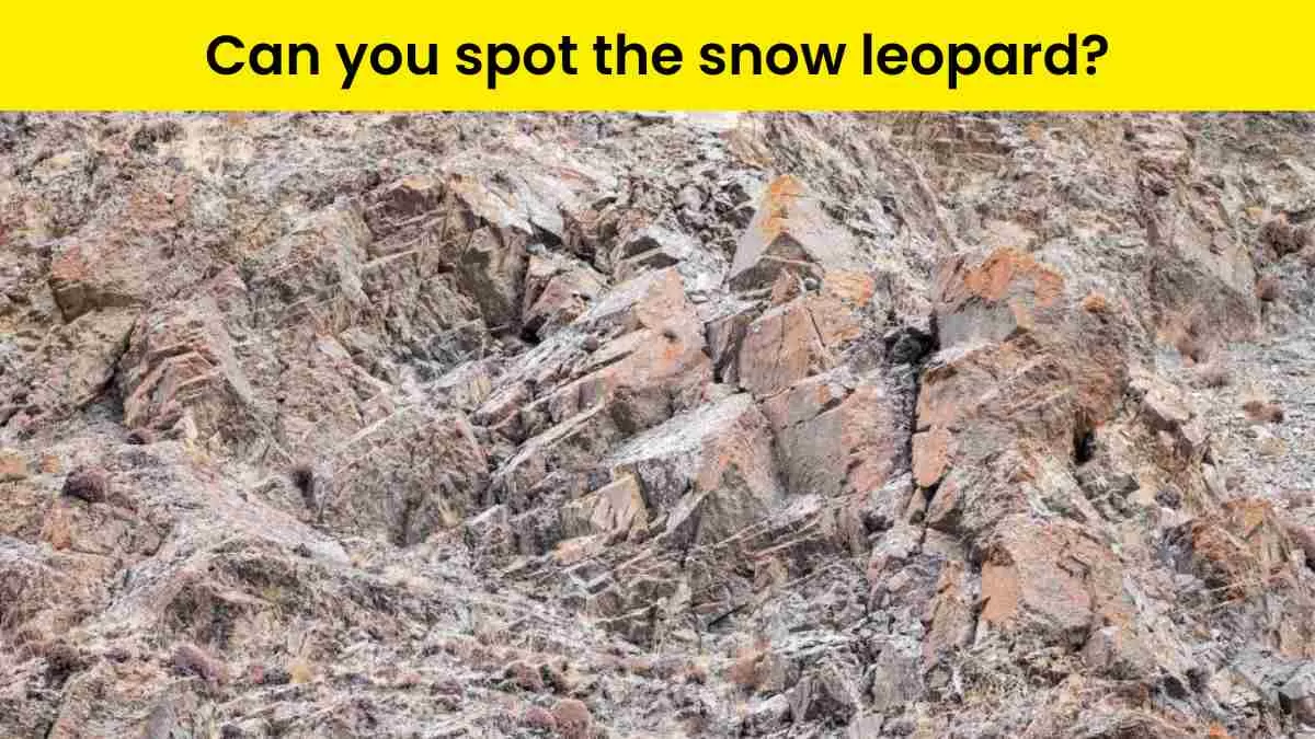 You Are A Keen Observer If You Can Spot The Snow Leopard On The