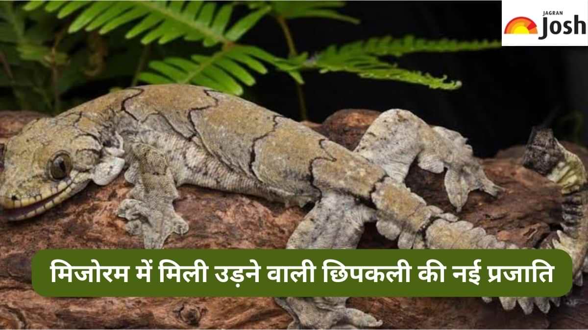 Flying Geckos: मिजोरम में मिली उड़ने वाली छिपकली की नई प्रजाति, जानें कैसे है दूसरों से अलग