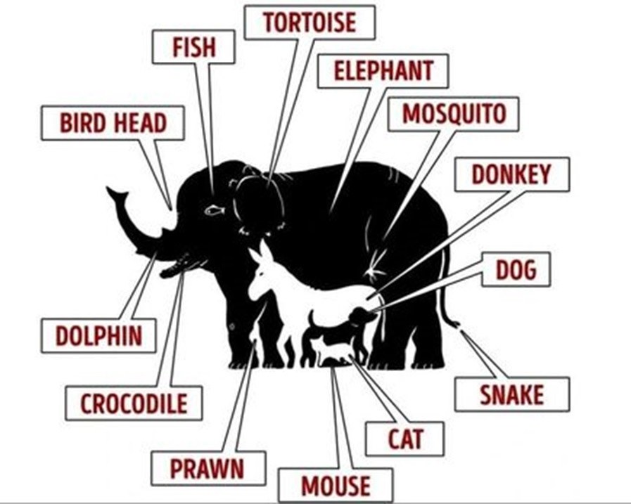 Optical Illusion Answers Find Hidden Animals