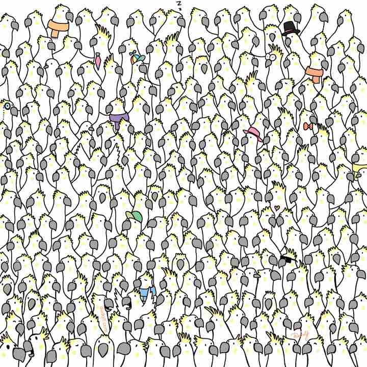 picture puzzles brain teasers find hidden animals