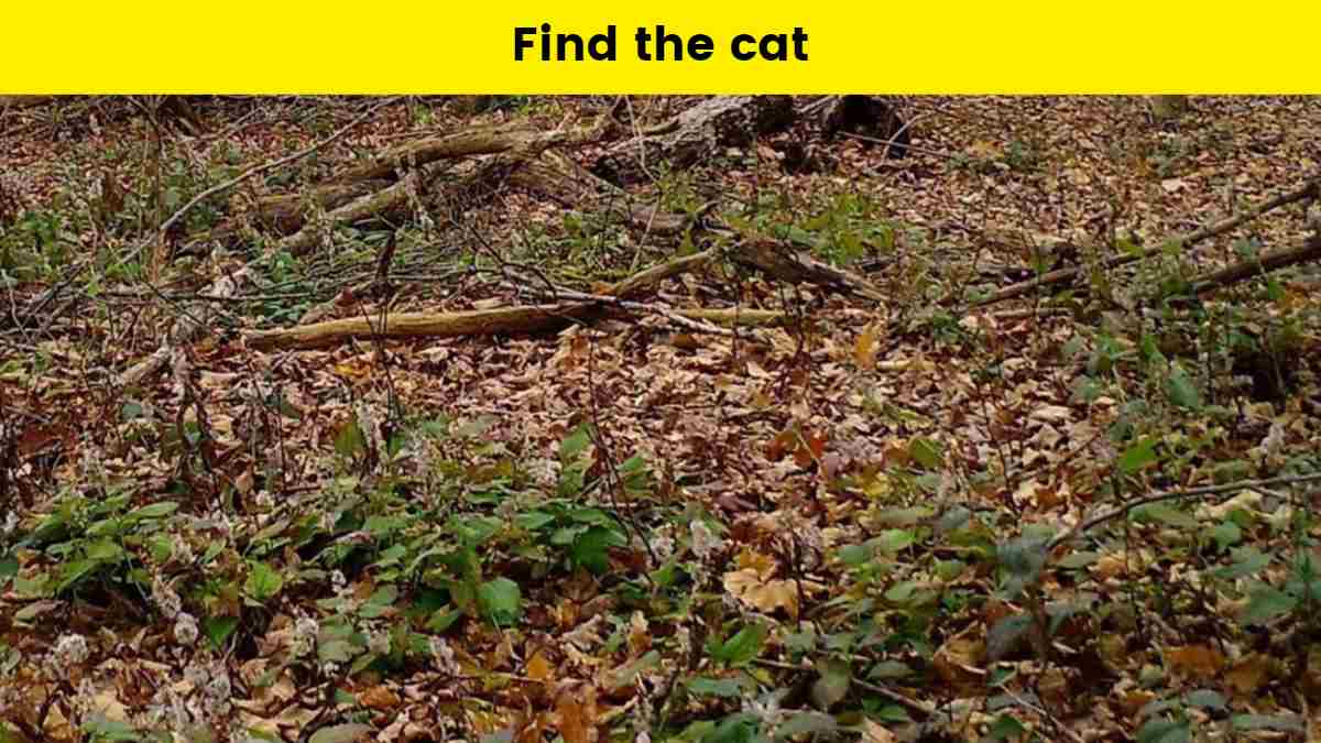 Only the most observant can spot the cat hidden in the leaves within 9 ...
