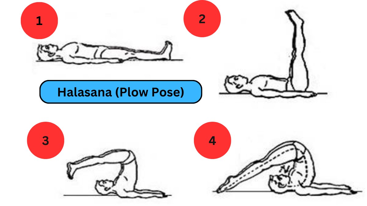 Plow Pose (Halasana) – Step by Step