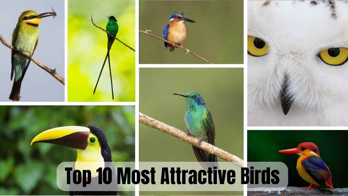 List of Top 10 Most Attractive Birds in the World