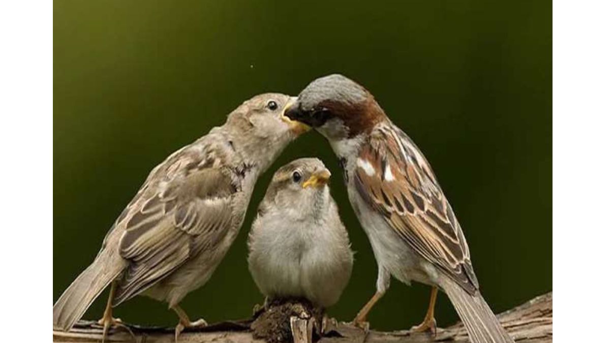 endangered birds list with name