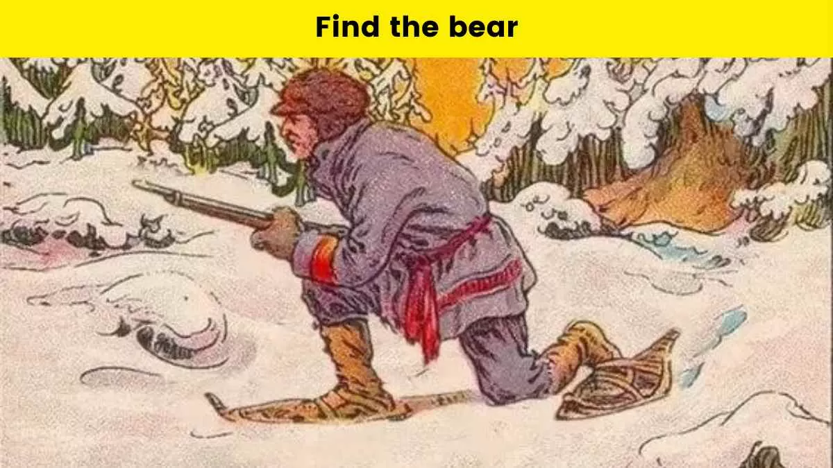 Find the bear 