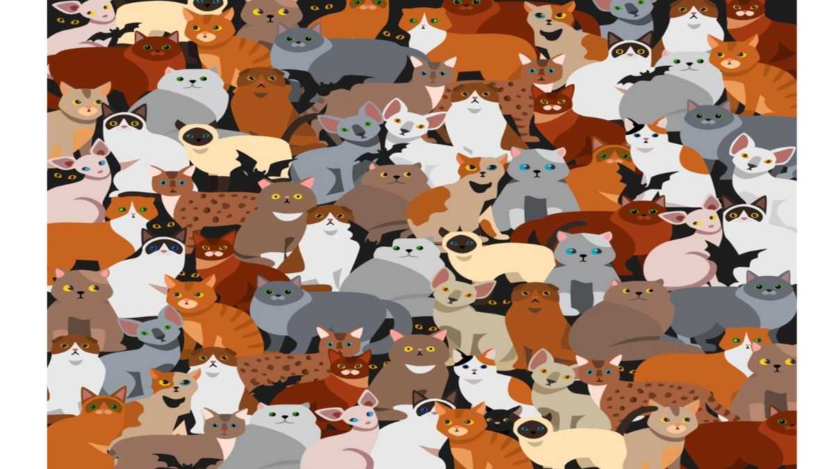 Spot The Hidden Black Cat In 5 Seconds, Only 2% Pass This Test!