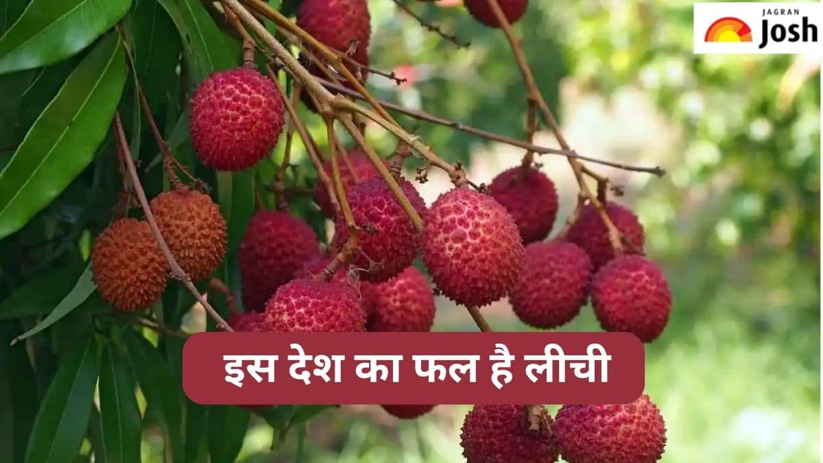 भारत नहीं, बल्कि इस देश का फल है लीची, जानें 