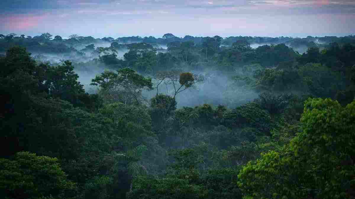 What is World Rainforest Day? Why is it celebrated on June 22?