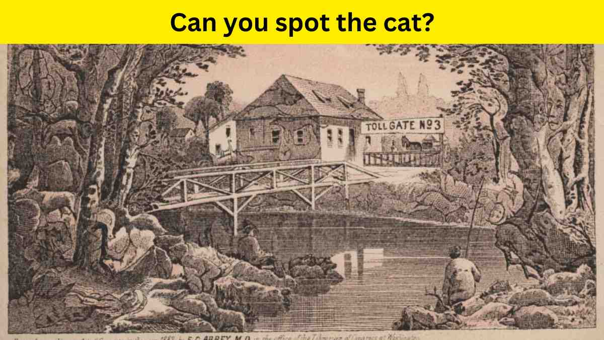 Optical Illusion- Spot the cat in 10 seconds                    