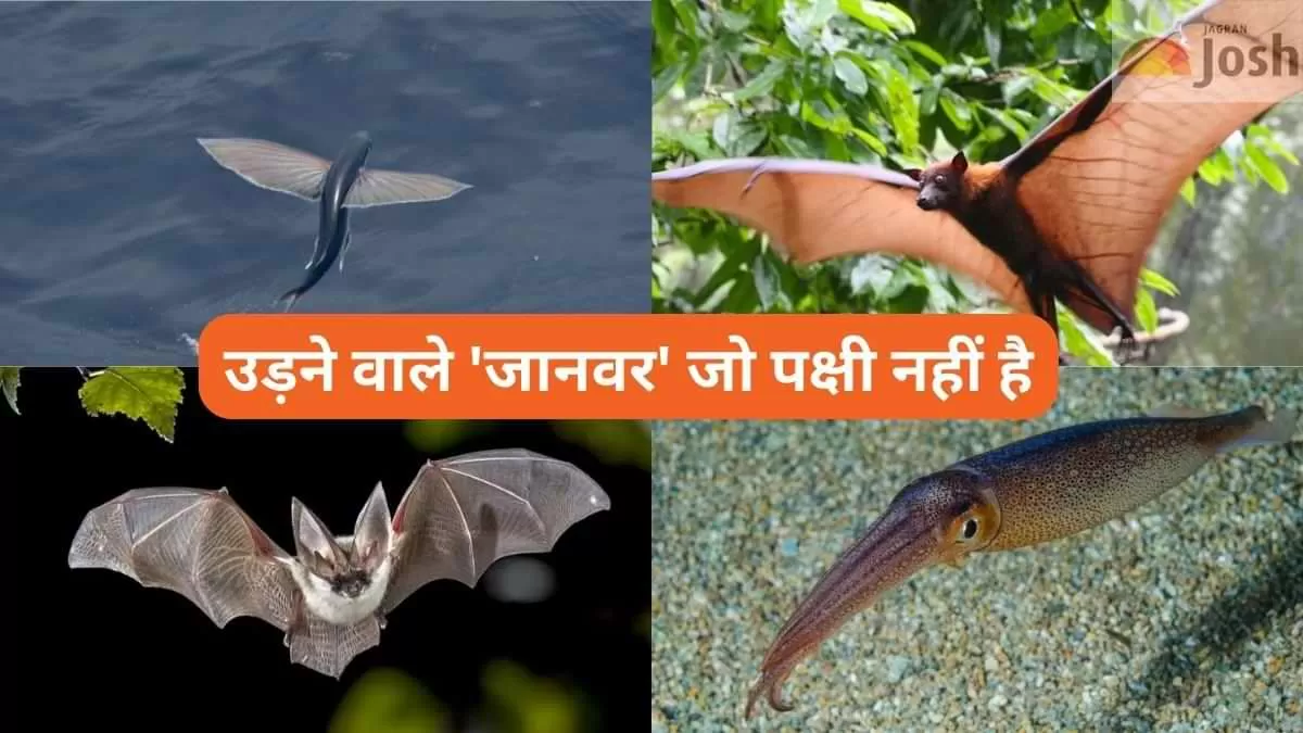 उड़ने वाले 'जानवर' जो पक्षी नहीं है